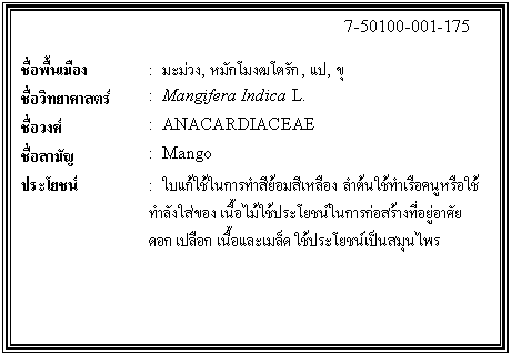 กล่องข้อความ: 7-50100-001-175 ชื่อพื้นเมือง : มะม่วง, หมักโมงฒโตรัก, แป, ขุ ชื่อวิทยาศาสตร์ : Mangifera Indica L. ชื่อวงศ์ : ANACARDIACEAE ชื่อสามัญ : Mango ประโยชน์ : ใบแก้ใช้ในการทำสีย้อมสีเหลือง ลำต้นใช้ทำเรือคนูหรือใช้ทำลังใส่ของ เนื้อไม้ใช้ประโยชน์ในการก่อสร้างที่อยู่อาศัย ดอก เปลือก เนื้อและเมล็ด ใช้ประโยชน์เป็นสมุนไพร